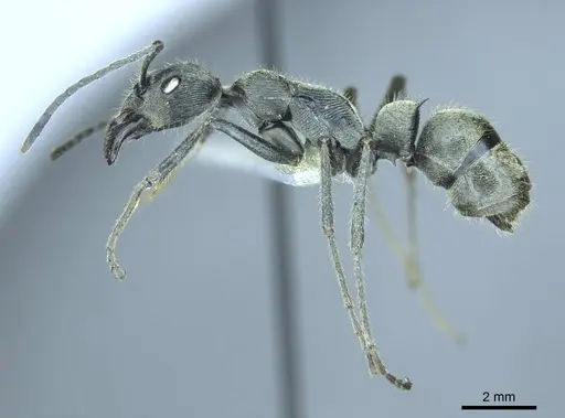 Diacamma reductostriatum specimen CASENT0916096 image casent0916096_3