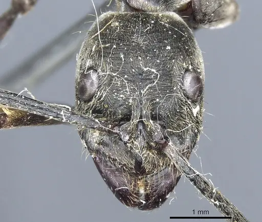 Diacamma rugivertex specimen CASENT0903866 image casent0903866_2