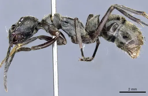 Diacamma rugivertex specimen CASENT0903866 image casent0903866_3