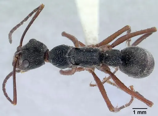 Diacamma rugosum specimen CASENT0179003 image casent0179003_1