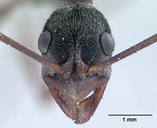 Diacamma rugosum specimen CASENT0179003 image casent0179003_2