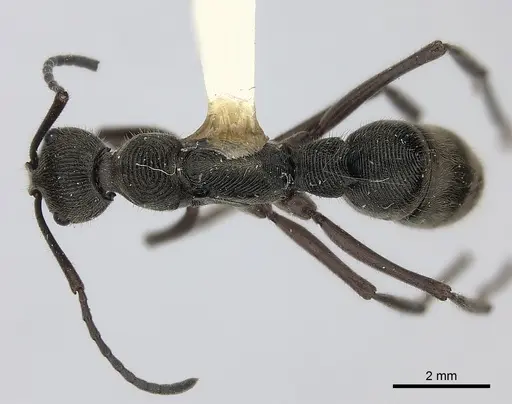 Diacamma rugosum specimen CASENT0217516 image casent0217516_1