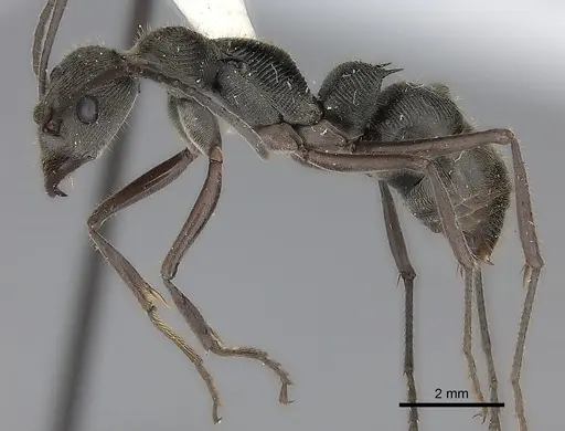 Diacamma rugosum specimen CASENT0217516 image casent0217516_3