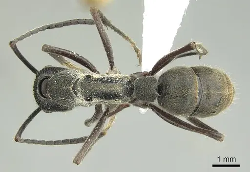 Diacamma rugosum specimen CASENT0248838 image casent0248838_1