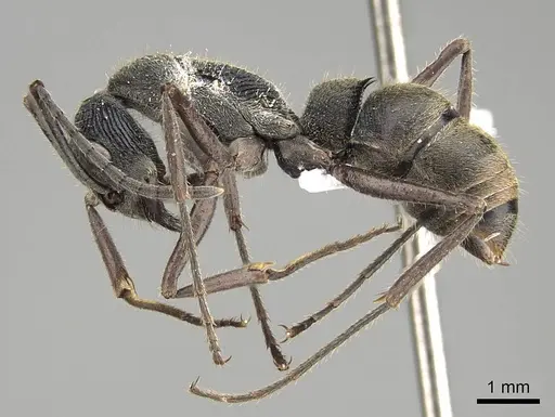 Diacamma rugosum specimen CASENT0248838 image casent0248838_3