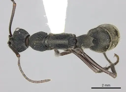 Diacamma rugosum specimen CASENT0260417 image casent0260417_1