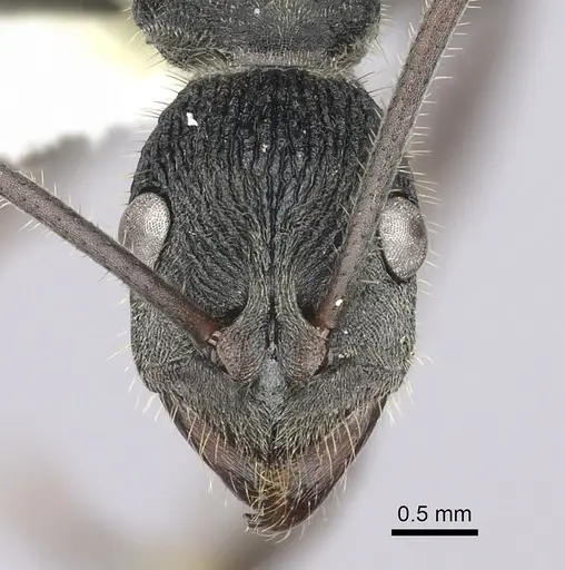 Diacamma rugosum specimen CASENT0260417 image casent0260417_2