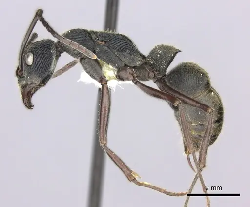 Diacamma rugosum specimen CASENT0260417 image casent0260417_3