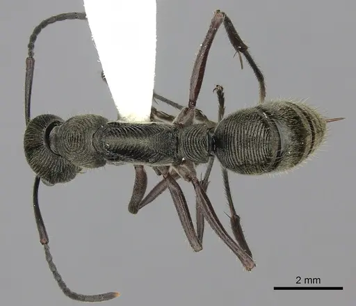 Diacamma rugosum specimen CASENT0260420 image casent0260420_1