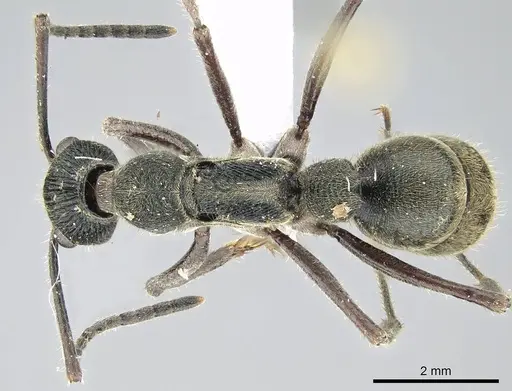 Diacamma rugosum specimen CASENT0740789 image casent0740789_1