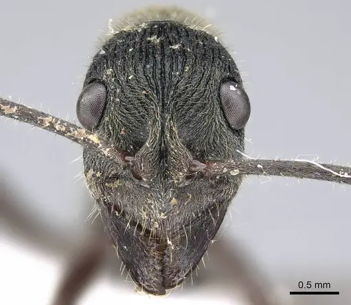 Diacamma rugosum specimen CASENT0740789 image casent0740789_2