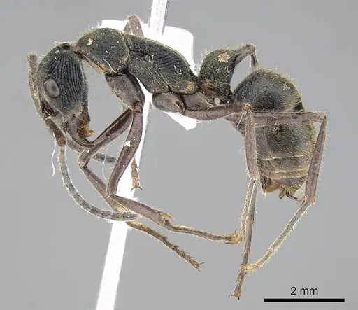 Diacamma rugosum specimen CASENT0740789 image casent0740789_3
