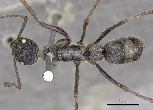 Diacamma rugosum specimen CASENT0900672 image casent0900672_1