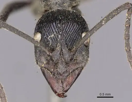 Diacamma rugosum specimen CASENT0900672 image casent0900672_2