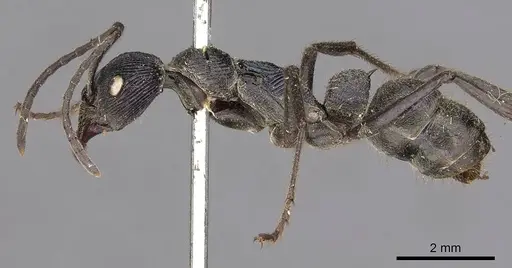 Diacamma rugosum specimen CASENT0900672 image casent0900672_3