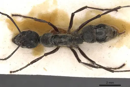 Diacamma rugosum specimen CASENT0900673 image casent0900673_1