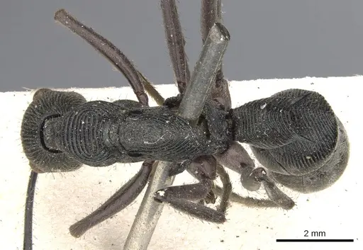 Diacamma rugosum specimen CASENT0901342 image casent0901342_1