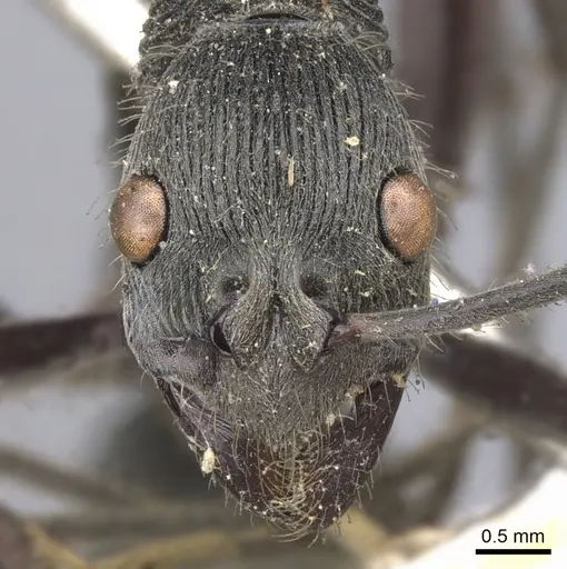 Diacamma rugosum specimen CASENT0901342 image casent0901342_2