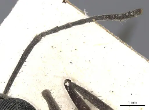 Diacamma rugosum specimen CASENT0901342 image casent0901342_3