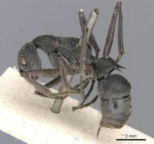 Diacamma rugosum specimen CASENT0901342 image casent0901342_4