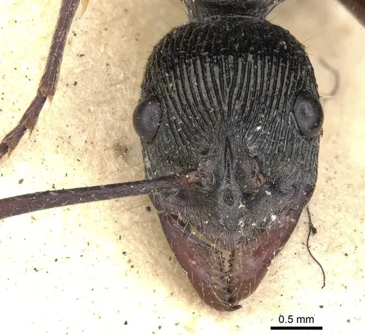 Diacamma rugosum specimen CASENT0901343 image casent0901343_2