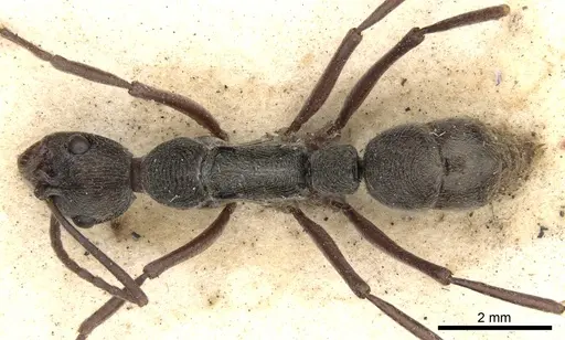 Diacamma rugosum specimen CASENT0901344 image casent0901344_1