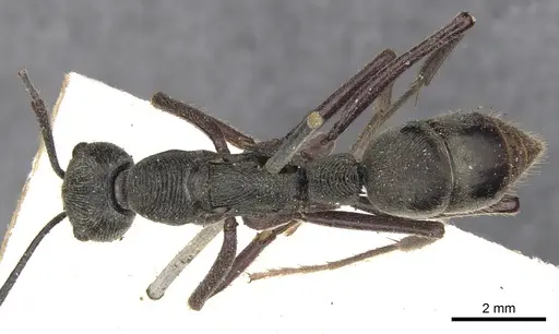 Diacamma rugosum specimen CASENT0901345 image casent0901345_1