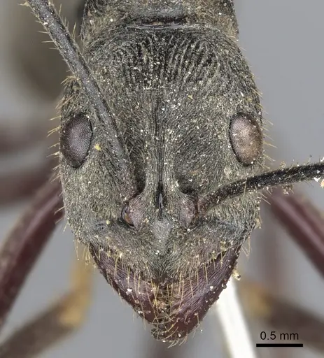 Diacamma rugosum specimen CASENT0901345 image casent0901345_2