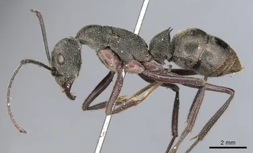 Diacamma rugosum specimen CASENT0901345 image casent0901345_3