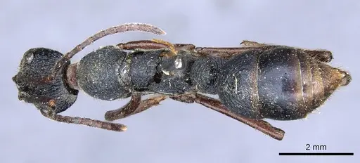 Diacamma rugosum specimen CASENT0903868 image casent0903868_1