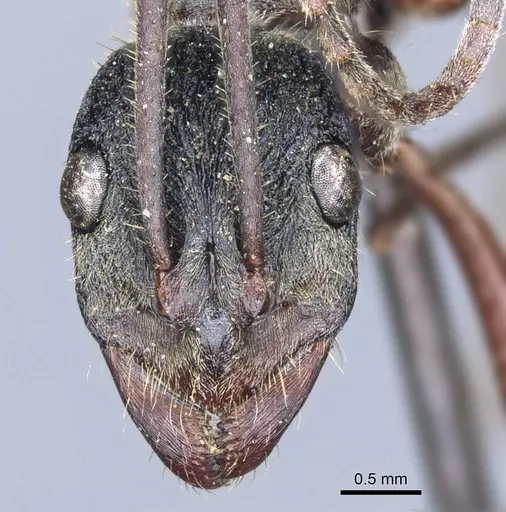 Diacamma rugosum specimen CASENT0903868 image casent0903868_2