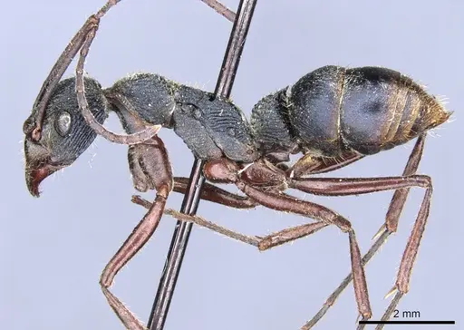 Diacamma rugosum specimen CASENT0903868 image casent0903868_3