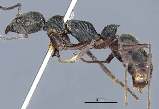 Diacamma rugosum specimen CASENT0903872 image casent0903872_3