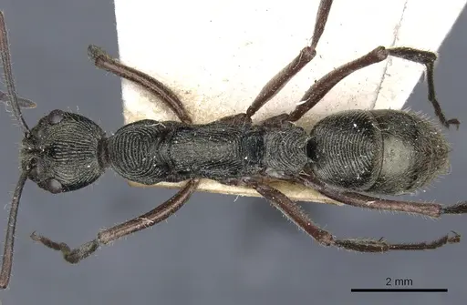 Diacamma rugosum specimen CASENT0903873 image casent0903873_1