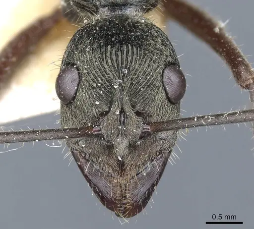 Diacamma rugosum specimen CASENT0903873 image casent0903873_2