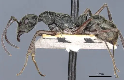 Diacamma rugosum specimen CASENT0903873 image casent0903873_3
