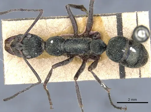 Diacamma rugosum specimen CASENT0903874 image casent0903874_1