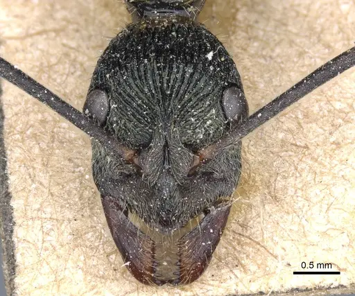 Diacamma rugosum specimen CASENT0903874 image casent0903874_2