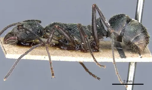 Diacamma rugosum specimen CASENT0903874 image casent0903874_3