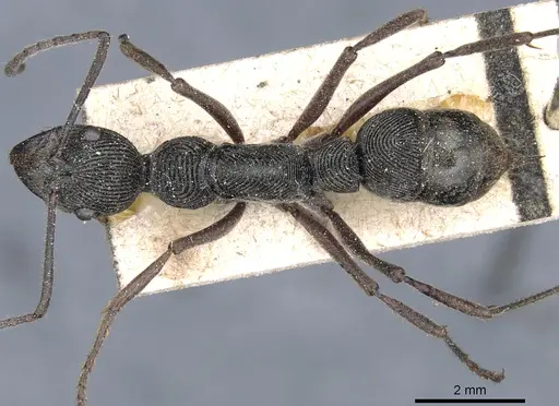 Diacamma rugosum specimen CASENT0903876 image casent0903876_1