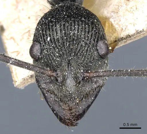 Diacamma rugosum specimen CASENT0903876 image casent0903876_2