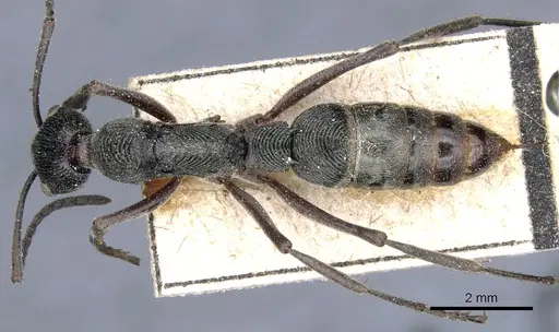 Diacamma rugosum specimen CASENT0903877 image casent0903877_1