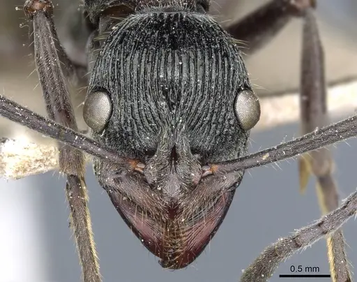 Diacamma rugosum specimen CASENT0903877 image casent0903877_2