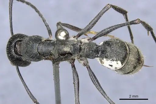 Diacamma rugosum specimen CASENT0903878 image casent0903878_1