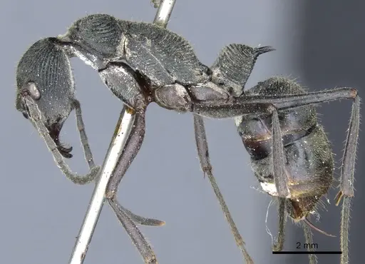 Diacamma rugosum specimen CASENT0903878 image casent0903878_3