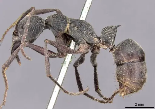 Diacamma rugosum specimen CASENT0907220 image casent0907220_3