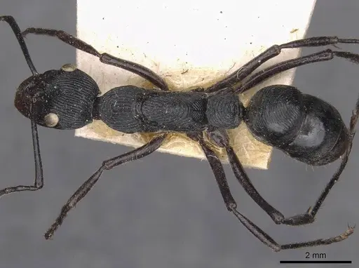 Diacamma rugosum specimen CASENT0907223 image casent0907223_1