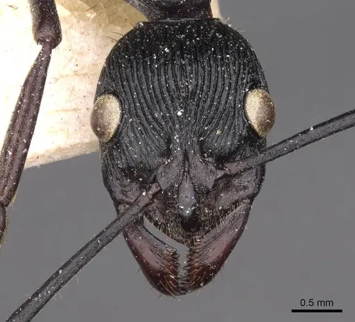 Diacamma rugosum specimen CASENT0907223 image casent0907223_2