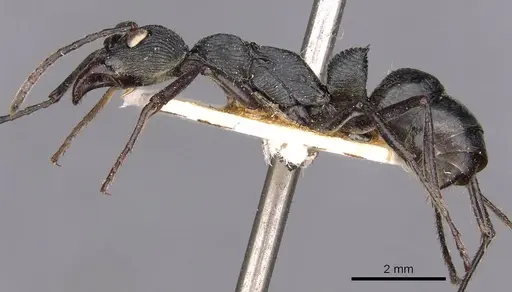 Diacamma rugosum specimen CASENT0907223 image casent0907223_3