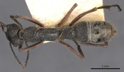 Diacamma rugosum specimen CASENT0907226 image casent0907226_1